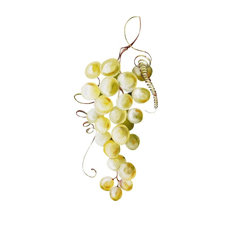 Foto elemento de acuarela racimo de uvas