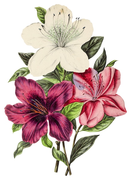 Elemento de design de flores de lírio desenhadas à mão
