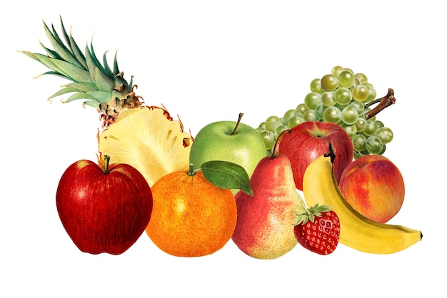 Elemento de design de frutas tropicais mistas desenhadas à mão