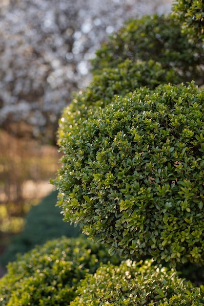 Foto elemento de design de jardim de buxo formado esférica arbusto boxtree