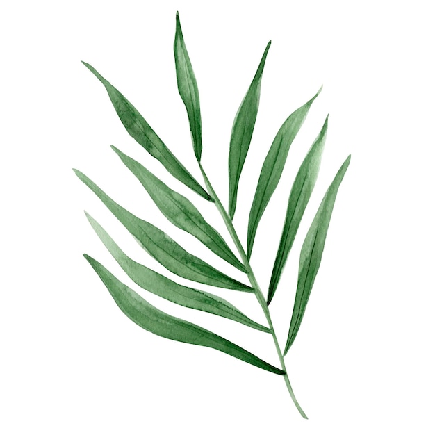 Elemento de folha de palmeira tropical em aquarela