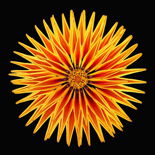 Elemento de decoración doble flor de naranja margarita manzanilla aislada en negro, para diseño, arte, fondos,