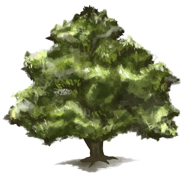 Elemento de diseño del árbol Png Árbol de roble