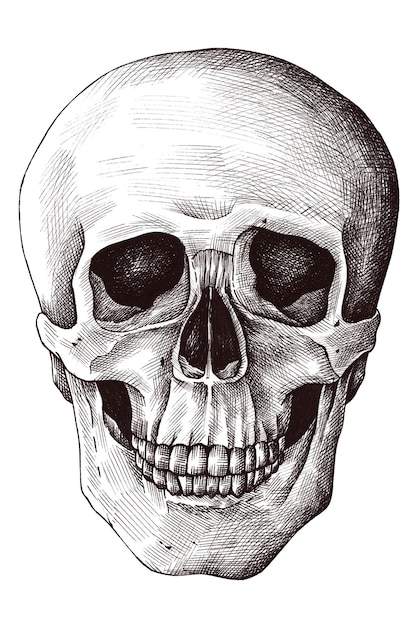 Elemento de diseño de cráneo humano dibujado a mano
