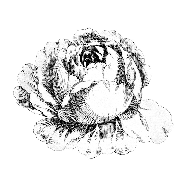 Elemento de diseño de la flor de la rosa de Provenza de repollo blanco y negro vintage