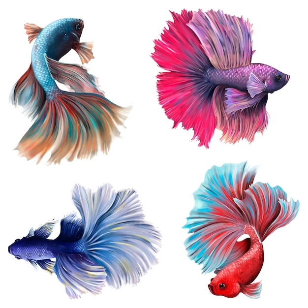Elemento de diseño de la hermosa colección de peces betta