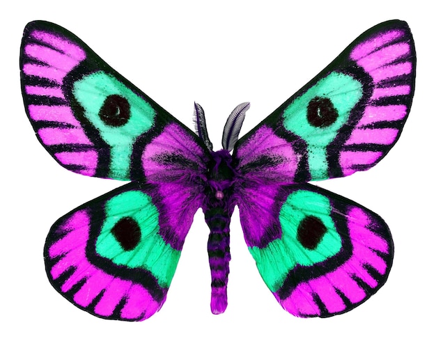 Elemento de diseño, mariposa aislada en blanco. Fantástica polilla de seda verde púrpura colorida saturnia