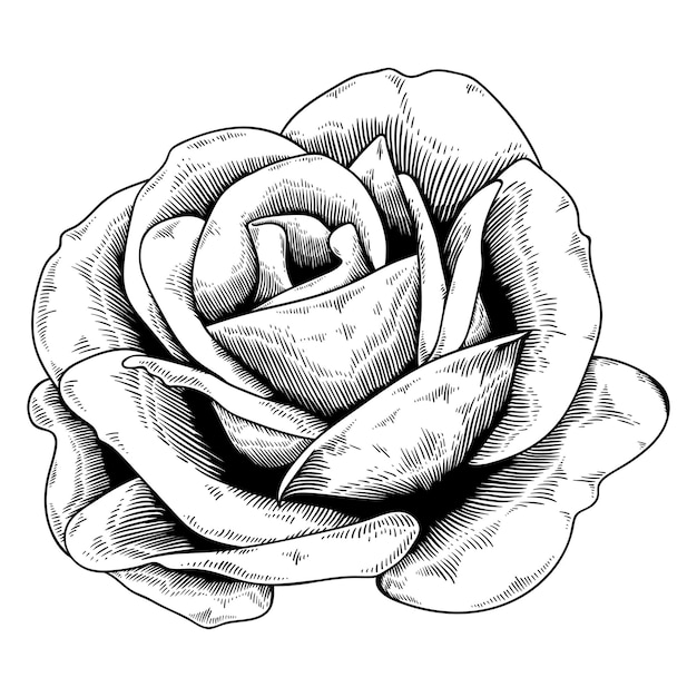 Elemento de diseño de la pegatina de rosa negra y blanca