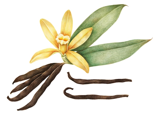 Elemento de diseño de la pegatina de vainilla dibujada a mano