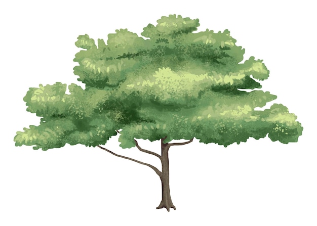 Elemento de diseño png del árbol de roble