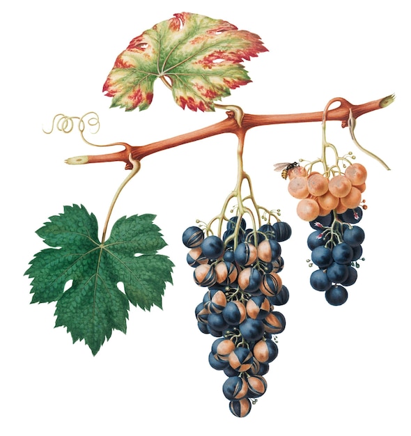 Elemento de diseño del racimo de uvas de verano dibujado a mano