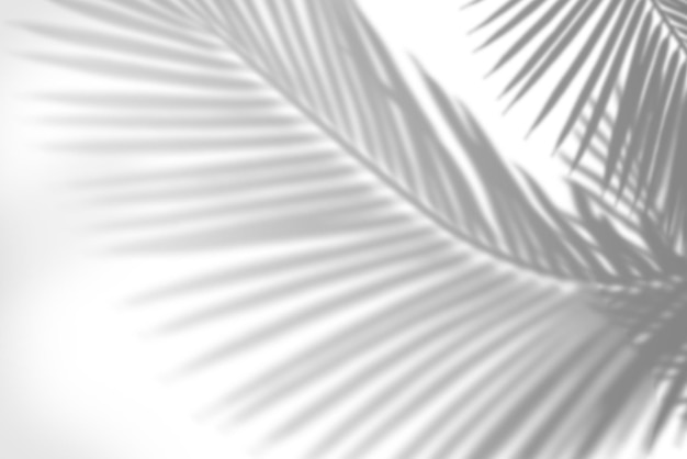 Elemento de diseño de la sombra de la palmera PNG