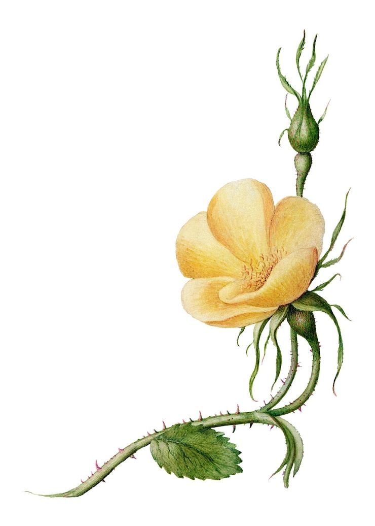 Foto el elemento de la flor de la dulce amarilla png dibujado a mano