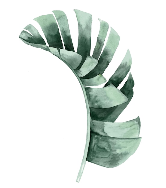 Foto elemento isolado de folha de bananeira verde azul-petróleo aquarela ilustração de casamento de verão tropical
