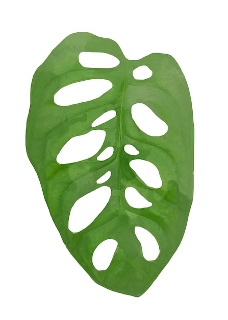 El elemento png de la hoja de la planta Monstera obliqua