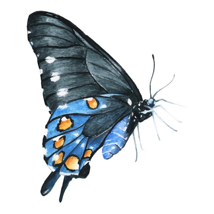 Foto elementos de aquarela png de borboleta com fundo transparente