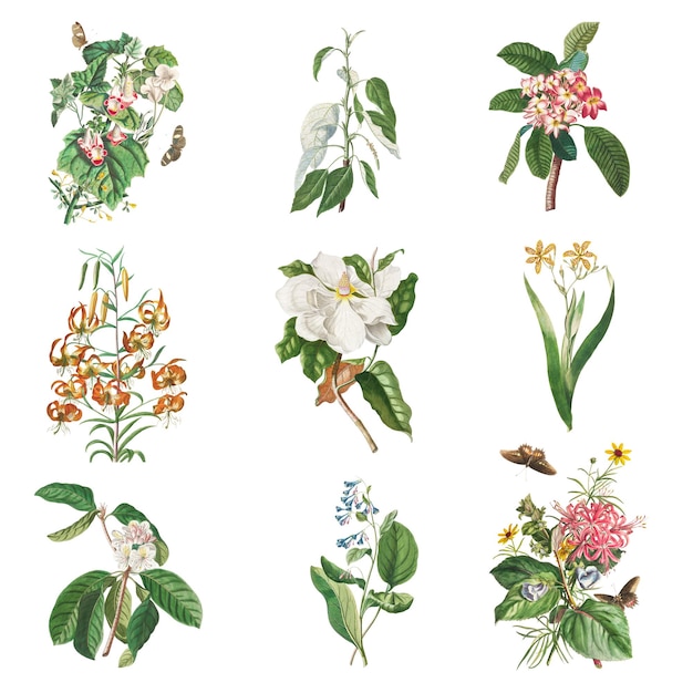 Elementos de design de coleção floral vintage