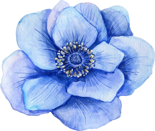 Elementos de design de ilustração floral desenhados à mão de anêmona azul aquarela