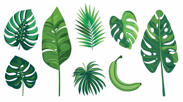 Elementos de diseño ecológico natural Plantas de follaje tropical palmera monstera plátano Conjunto de hojas tropicales Ilustración gráfica moderna plana aislada en blanco