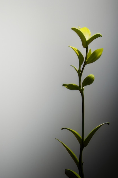 Elementos de ilustración de fondo de papel tapiz de forma abstracta flores ramas vides