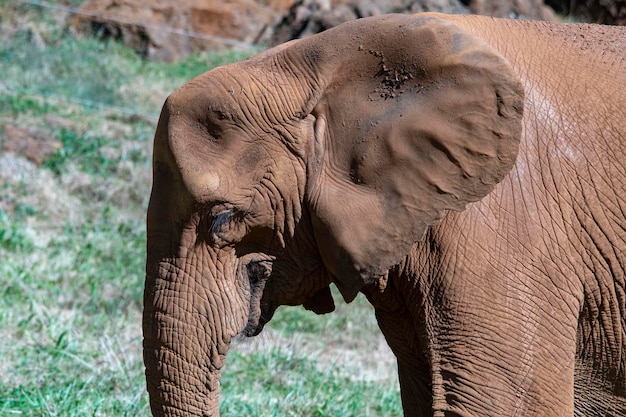 Elephantidae - Elefanten oder Elefanten sind eine Familie von Plazenta-Säugetieren in der Ordnung Rüsseltiere.