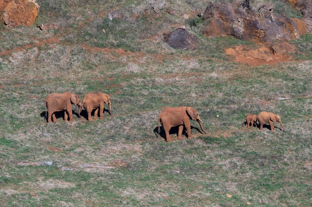 Elephantidae - Elefanten oder Elefanten sind eine Familie von Plazenta-Säugetieren in der Ordnung Rüsseltiere.