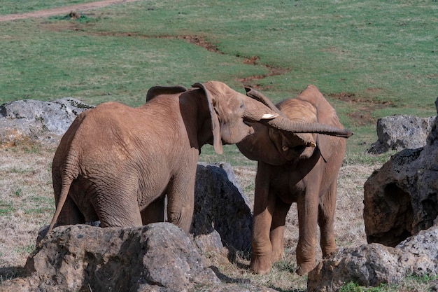 Elephantidae: los elefantes o elefantes son una familia de mamíferos placentarios del orden Proboscidea.