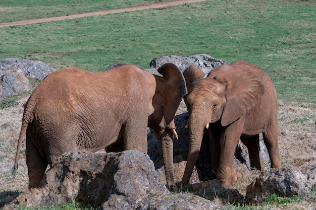 Elephantidae - elefantes ou elefantes são uma família de mamíferos placentários (ordem Proboscidea).