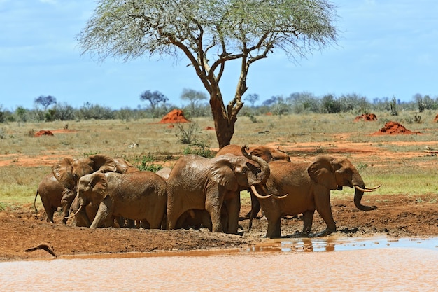 Elephants Tsavo East Nationalpark in Kenia