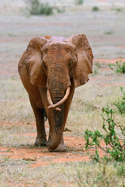 Elephants Tsavo East Nationalpark in Kenia