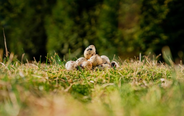 Eles estão deitados na grama em um campo na aldeia de ovos de codorna Um dia ensolarado de verão