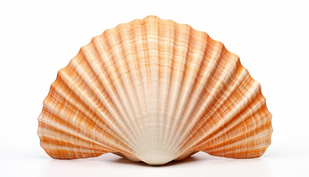 Foto elevação de seashell vista frontal isolada