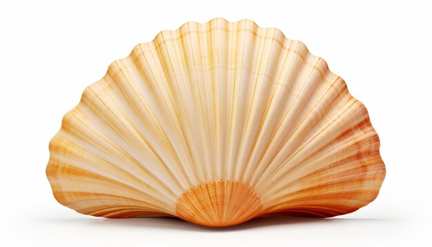 Elevação de Seashell Vista frontal