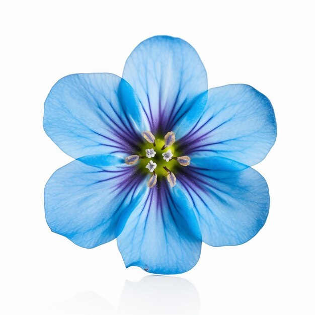 Foto elevación de la flor azul aislada en el blanco