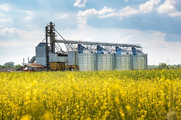 Elevador de celeiro moderno perto de campo de colza Silos de prata em agroprocessamento e fábrica para processamento de limpeza de secagem e armazenamento de produtos agrícolas linha de limpeza de sementes