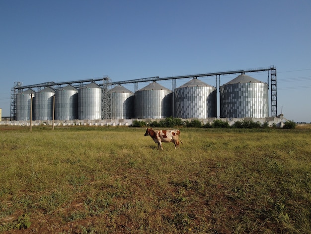 Elevador de grãos elevador metálico de grãos na zona agrícola, armazenamento agrícola para colheita de grãos