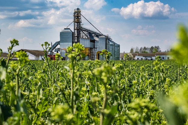 Elevador de granero moderno Silos de plata en la planta de agroprocesamiento y fabricación para procesar, secar, limpiar y almacenar productos agrícolas, harina, cereales y línea de limpieza de semillas de granos