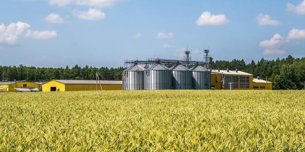 Elevador de granero de silos agrícolas en la planta de fabricación de agroprocesamiento para procesar, secar, limpiar y almacenar productos agrícolas en campos de centeno o trigo