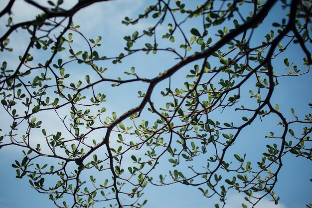 Foto elfenbeinküste-mandelzweige auf blauem hellem himmel.
