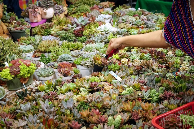 Elige comprar cactus en macetas en el Plant Market.