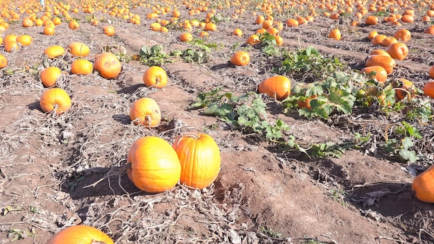 Eliges un huerto de calabazas grande al principio de la temporada.