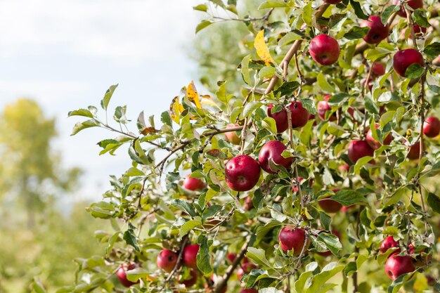 Elija una granja de manzanas en un día de otoño.