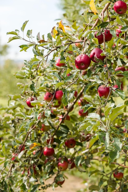 Elija una granja de manzanas en un día de otoño.