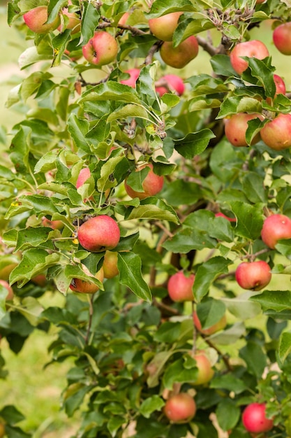 Elija una granja de manzanas en un día de otoño.