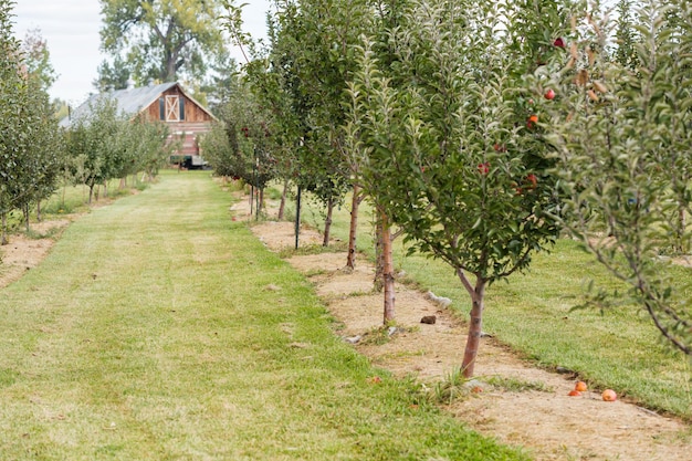 Elija una granja de manzanas en un día de otoño.