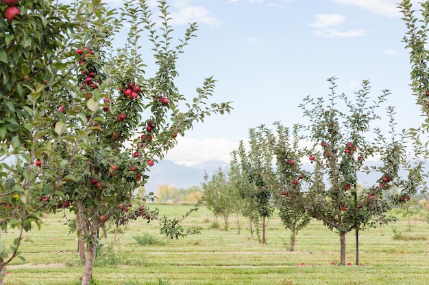 Elija una granja de manzanas en un día de otoño.