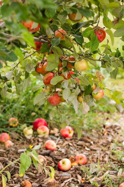 Elija una granja de manzanas en un día de otoño.