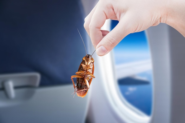 Se eliminó la idea de eliminar los insectos y poner sistemas de protección contra insectos en los aviones.