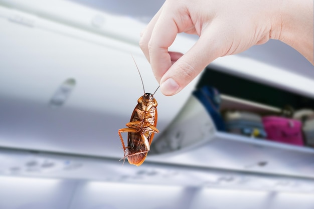 Se eliminó la mano que sujetaba las cucarachas con la cabina del avión con los disturbios en los compartimentos de equipaje. La idea es deshacerse de los insectos y poner sistemas de protección contra insectos en los aviones.