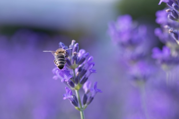 El elixir de la naturaleza Una abeja recoge néctar de la lavanda